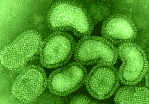 ISTC Supports International Research on the Human Influenza Virus 