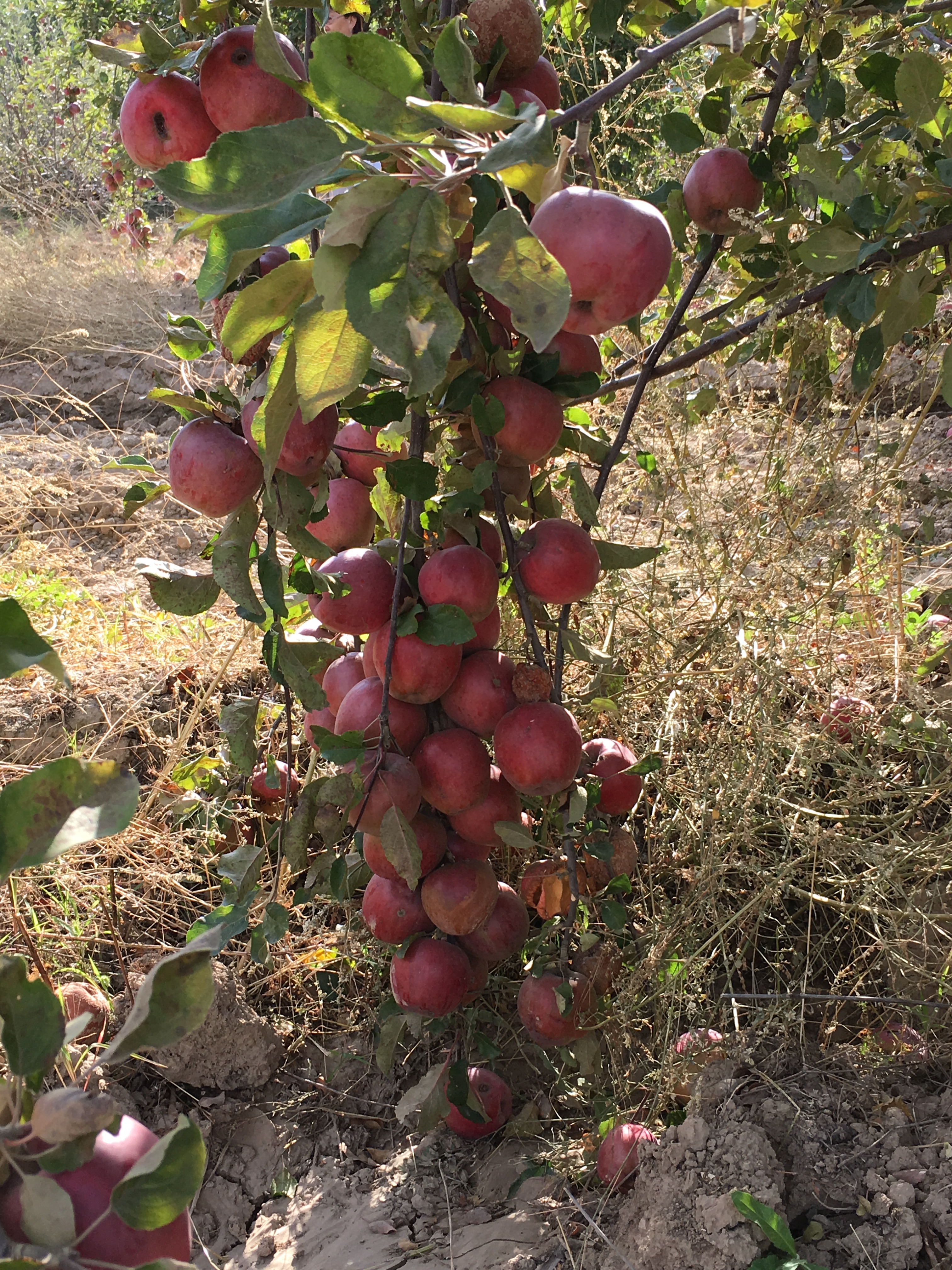 Fire Blight Workshop: With Special Reference to Ecological aspect and control measures”